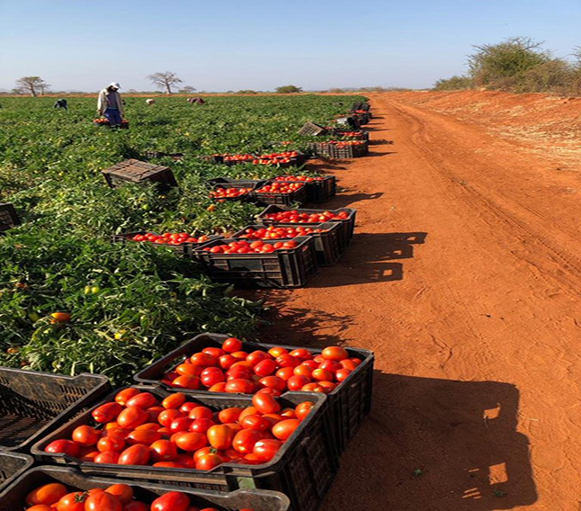 AANI Agricultural Intervention